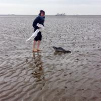 Rettung eines verwaisten Seehundbabys aus dem Wattenmeer.