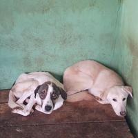 Hunde in der Tötung Cornetu...gerettet von uns