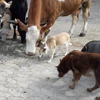 Futter vereint Kühe, Ziege, Schaf, Schwein und Hunde