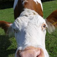 Einige unserer Rinder sind Streicheleinheiten nicht abgeneigt