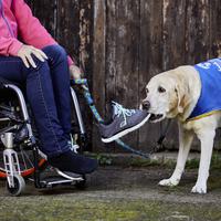 Assistenzhhunde helfen beim Auskleiden, z. B. Schuhe, Strümpfe oder Jacke